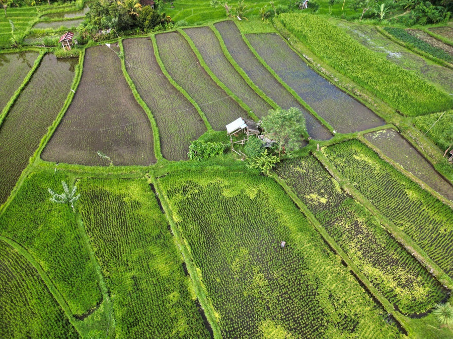 Bali - Rice Farmer - 1