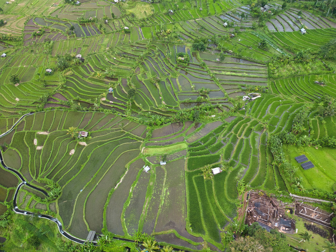 Bali - Rice Fields - 1