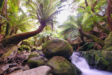 Tree Ferns, St Columba Falls, Tasmania - 1