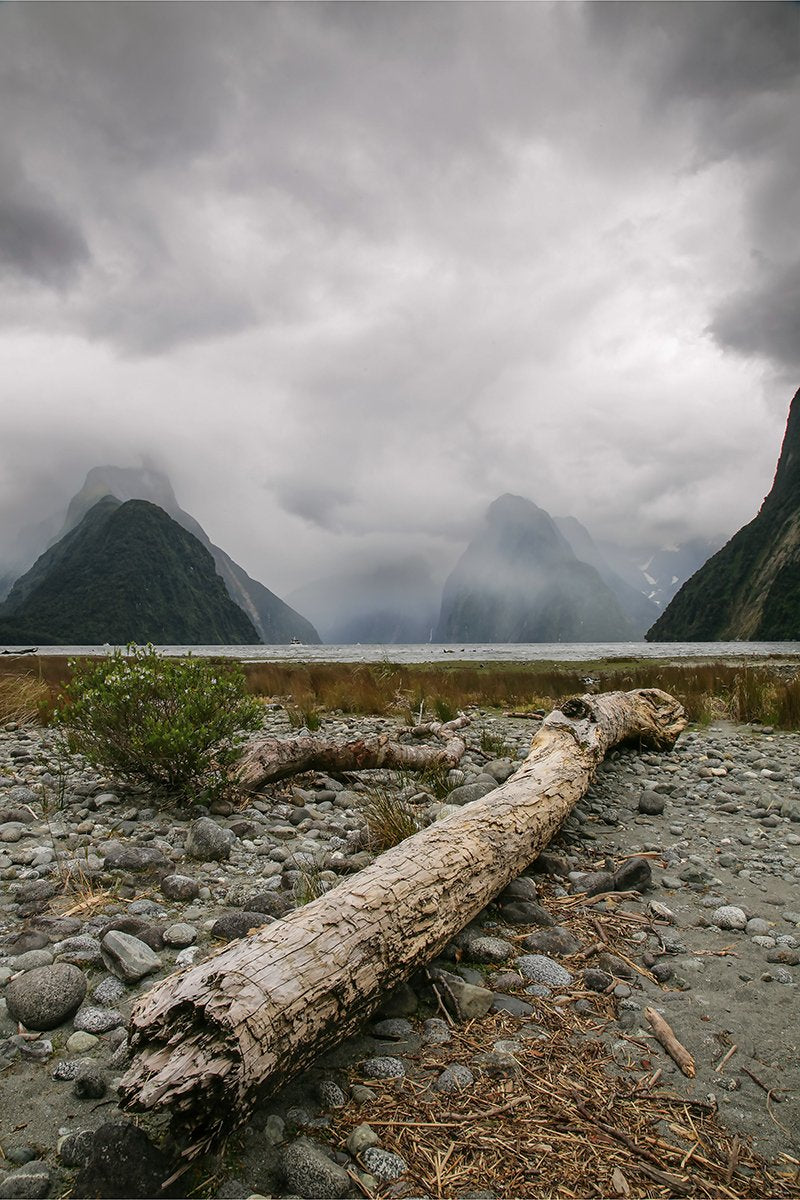 Dead Tree and Mitre Peak, Milford Sound, New Zealand - 1