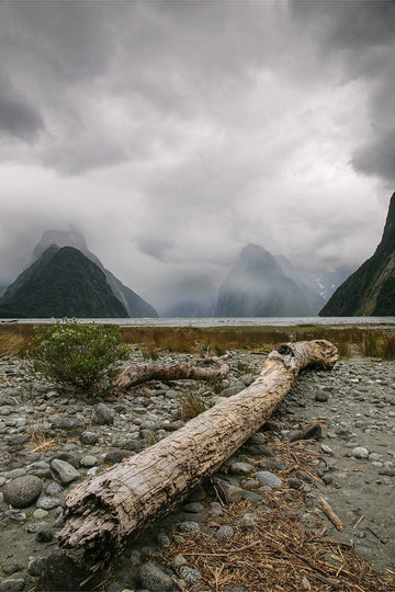 Dead Tree and Mitre Peak, Milford Sound, New Zealand - 1