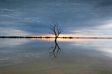 Sunset and Silhouette of Dead Tree over Lake Bonney, South Australia - 1