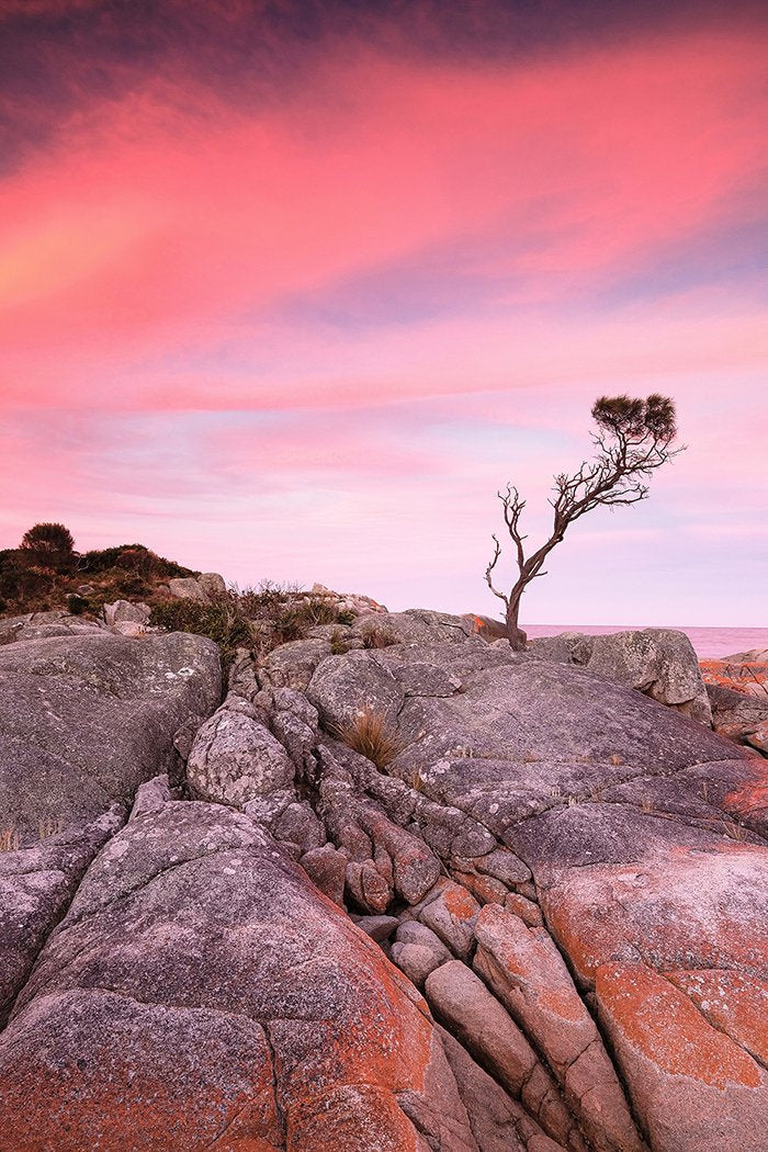 Lone Tree, Bay of Fires, Tasmania - 1