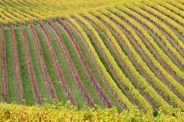 Vines and Kangaroo, Adelaide Hills, South Australia - 1