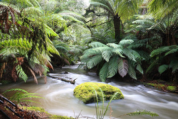 Swirling Water and Tree Ferns, Mt Field National Park, Tasmania - 1