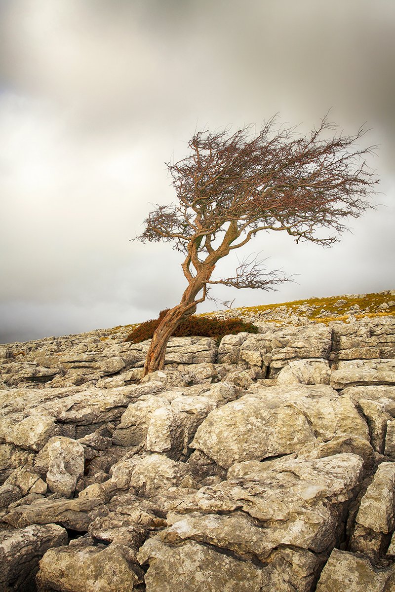 Lone Tree on Limestone Pavement, Yorkshire Dales, England - 1