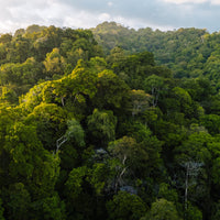 Rainforest - Osa Peninsular- Costa Rica - 1