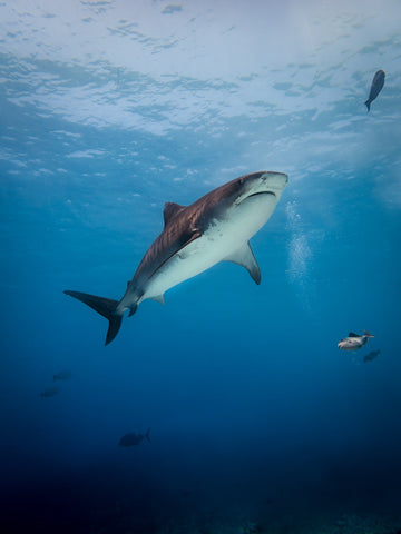In the shadow of a tiger shark - 1