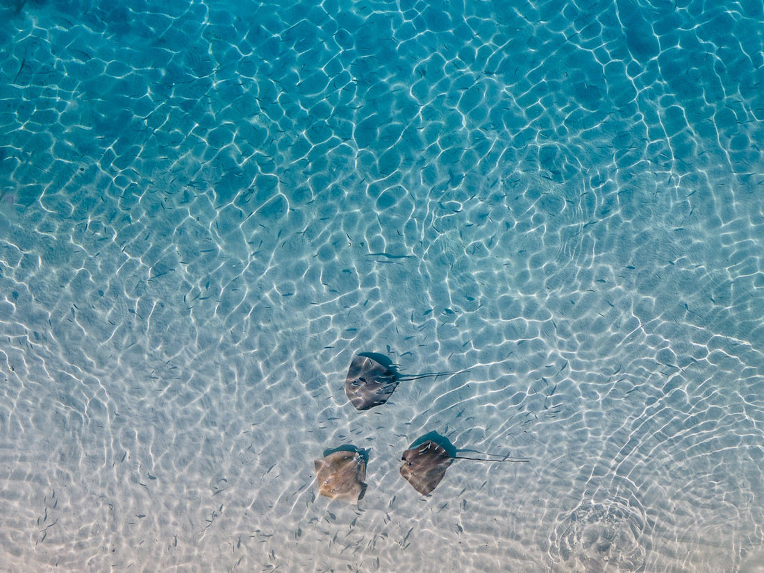 The tidal trio - 1