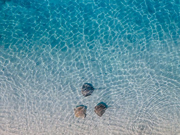 The tidal trio - 1