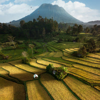 Sidemen Rice Fields, Bali - 1