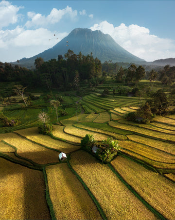 Sidemen Rice Fields, Bali - 1