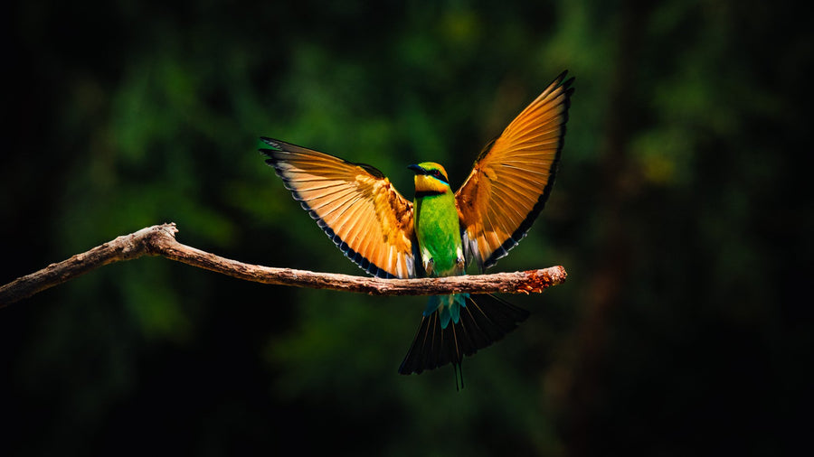 Rainbow Bee-Eater - 1