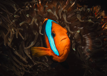 Clownfish - 1