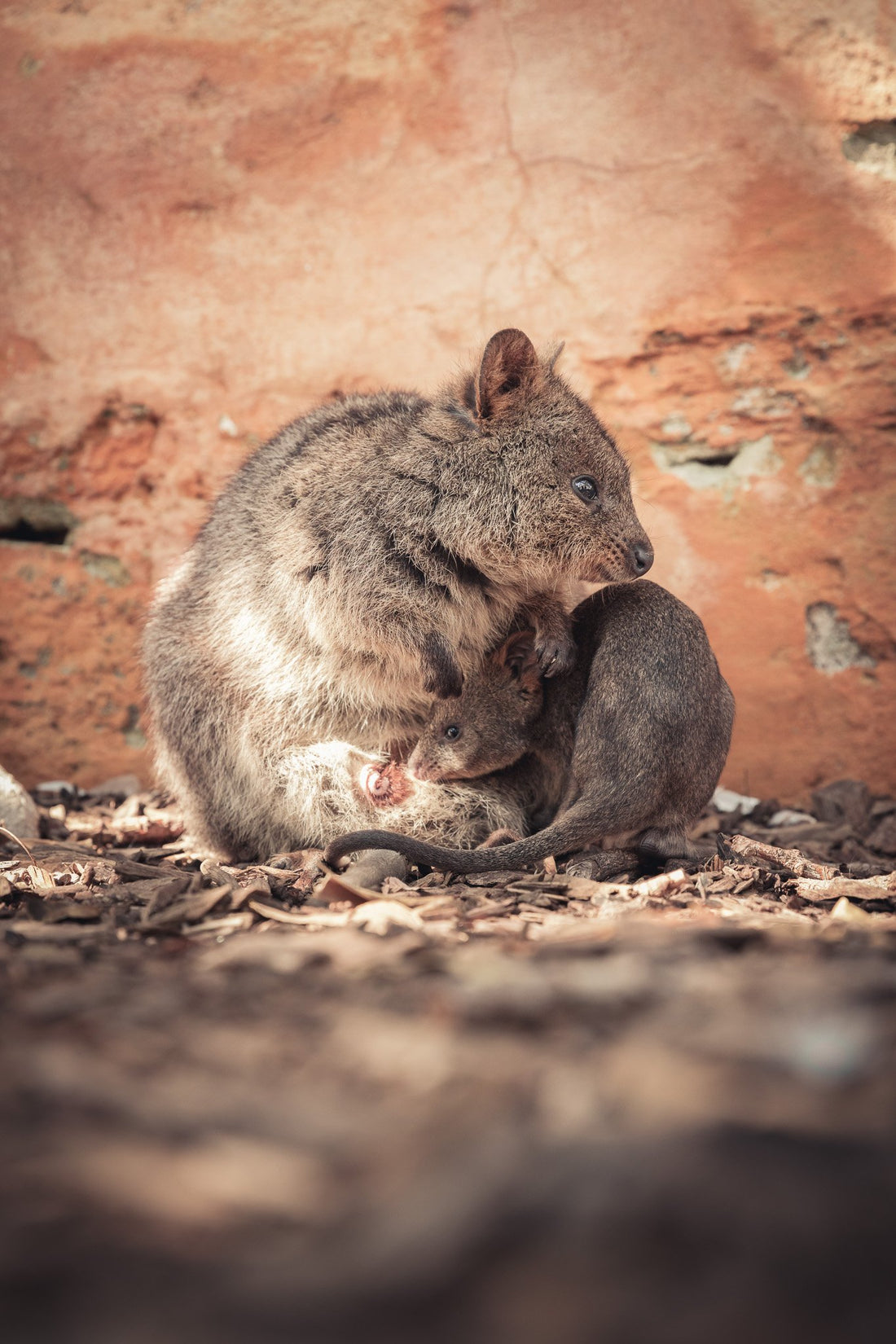 Quokka with Joey - 1