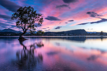 Sunrise Wanaka Tree South Island NZ - 1