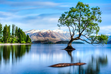 The Iconic Wanaka Tree Wanaka NZ - 1