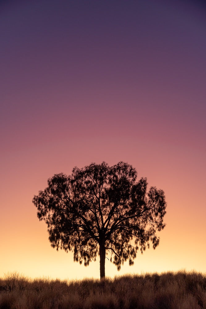 Desert oak sunrise - 1