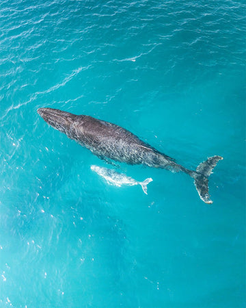 Mother Protection on the Ningaloo Reef - 1