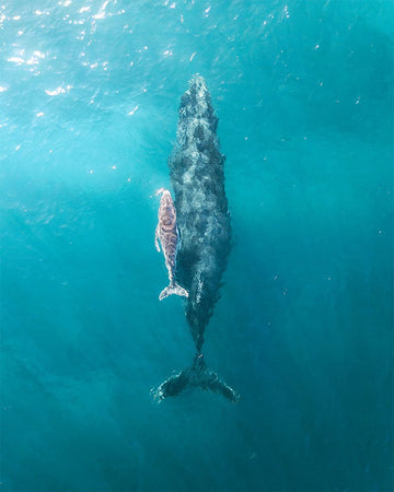 Mother Love on the Ningaloo Reef - 1