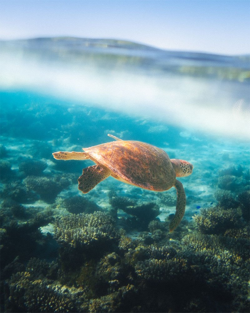 Underwater Turtle at Oyster Stacks - 1