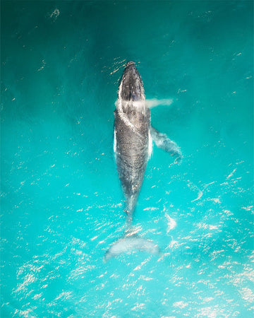 Saying Hello to Ningaloo - 1