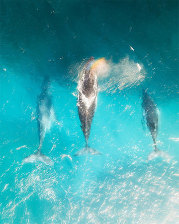 Rainbow Whales of Ningaloo Reef - 1