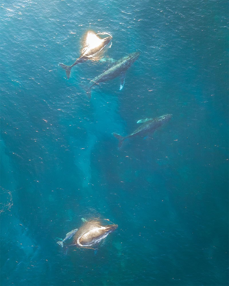 Gang of Whales in Ningaloo - 1