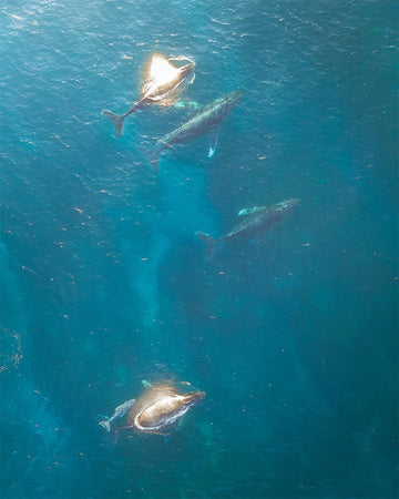 Gang of Whales in Ningaloo - 1