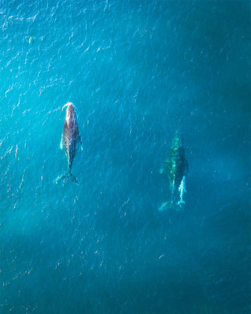 Whale Family of Ningaloo - 1