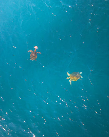 Turtles having dessert on the Ningaloo Reef - 1