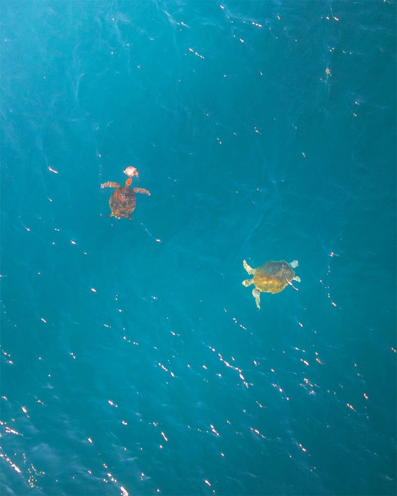 Turtles having dessert on the Ningaloo Reef - 1