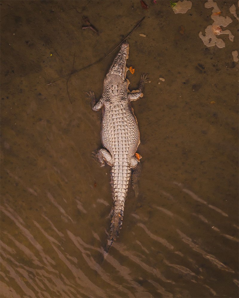 Saltwater Crocodile near Port Douglas - 1