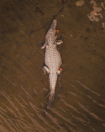 Saltwater Crocodile near Port Douglas - 1
