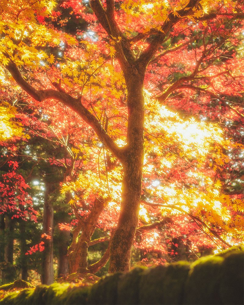 Glowing Tree in Nikko - 1