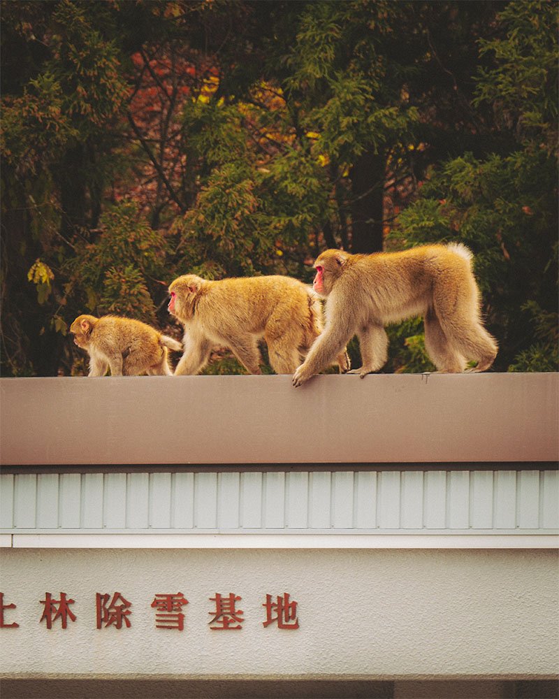 Family Business in Nagano - 1