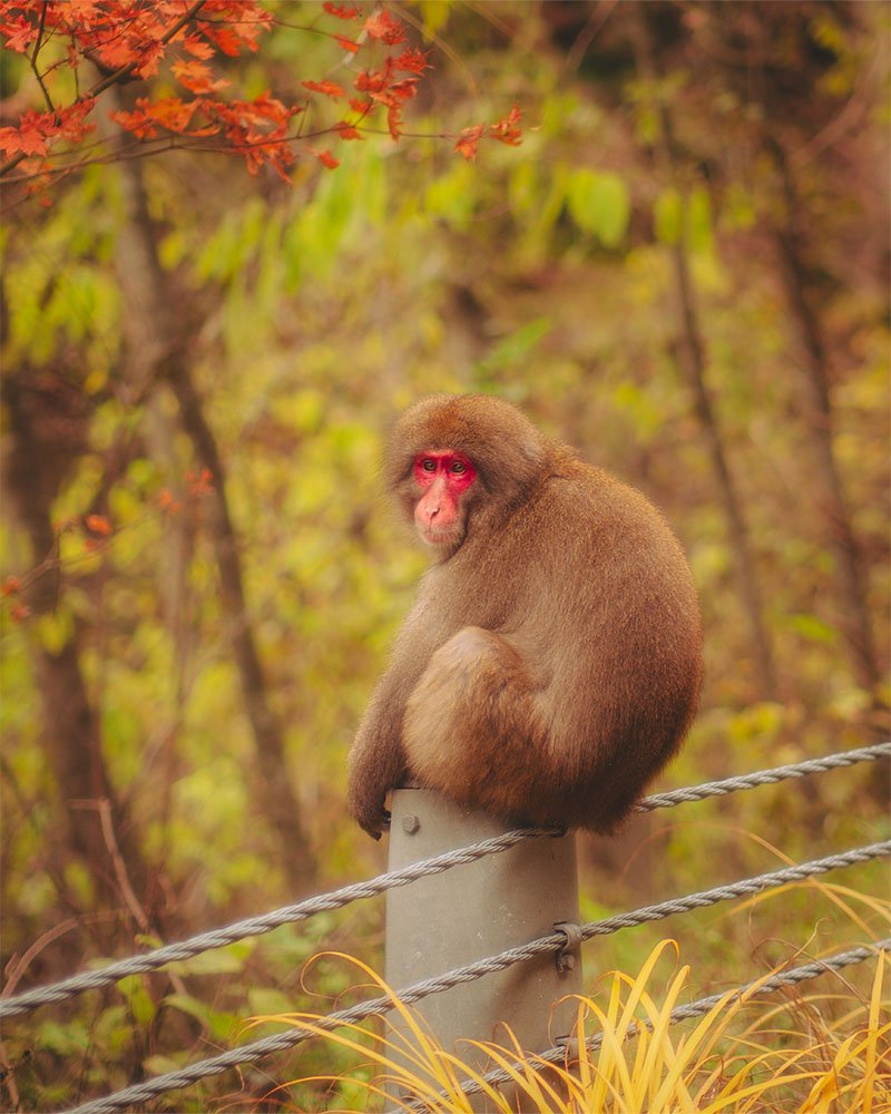 Japanese Macaque of Nagano - 1