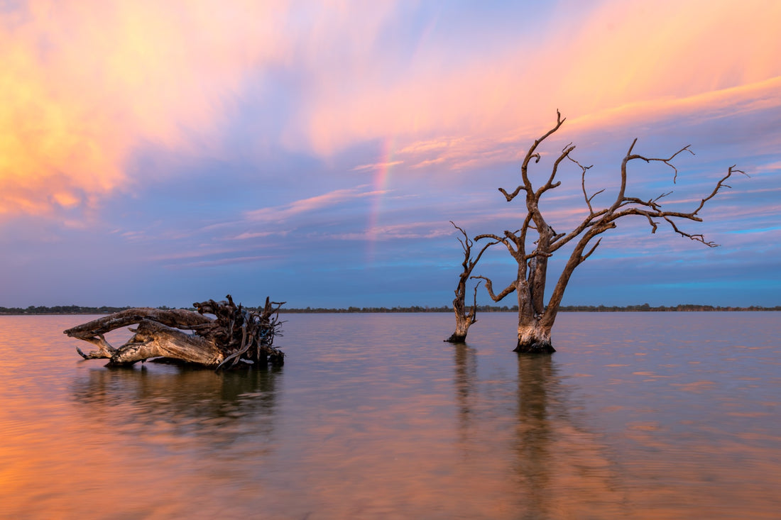 Lake Bonney Dead Trees - 1