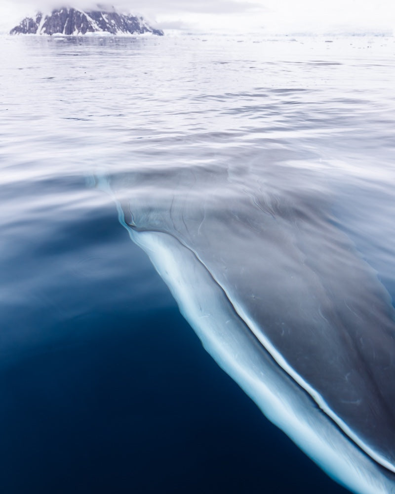 Minke whale  - 1