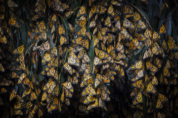 Monarch butterflies - 1