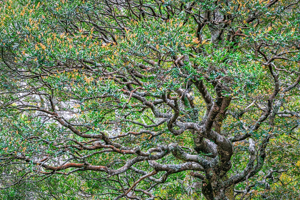 Myrtle beech, Tasmania - 1