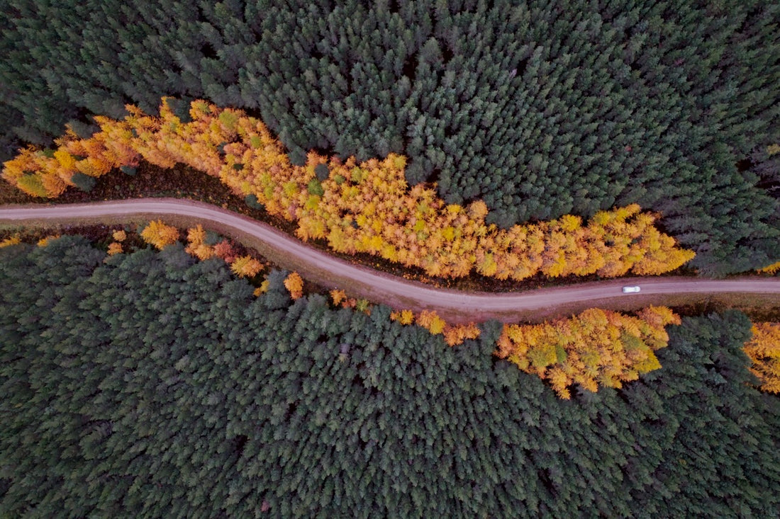 Autumnal larch trees, Scotland - 1