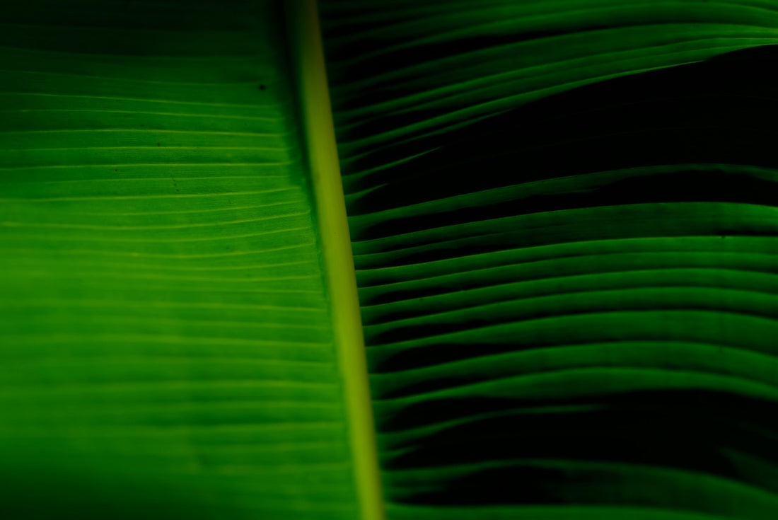 Tropical leafs, Asia - 1