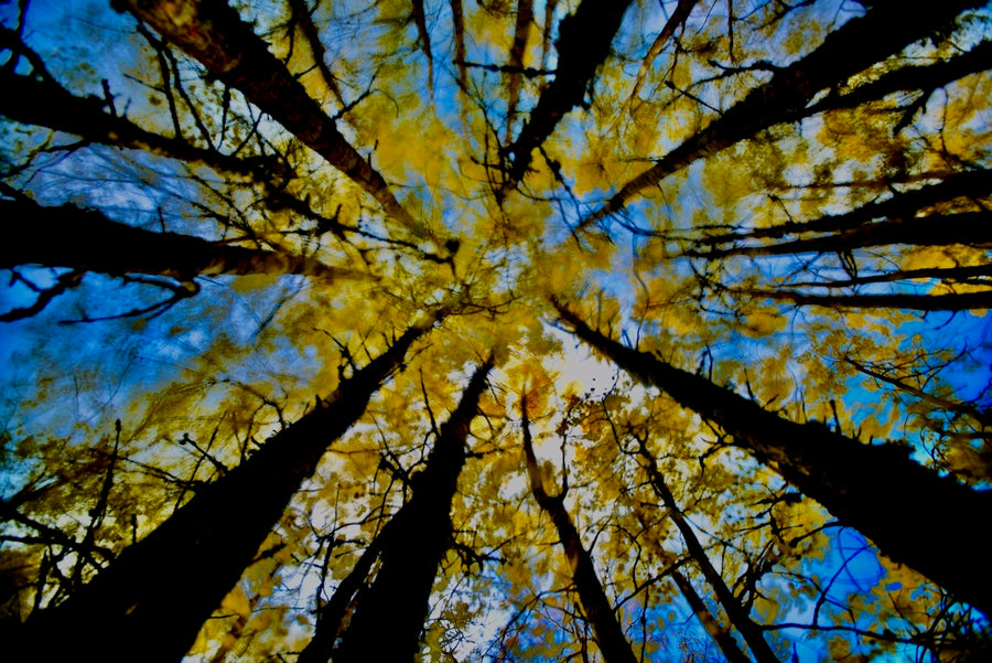 Autumnal aspen trees, Scotland - 1