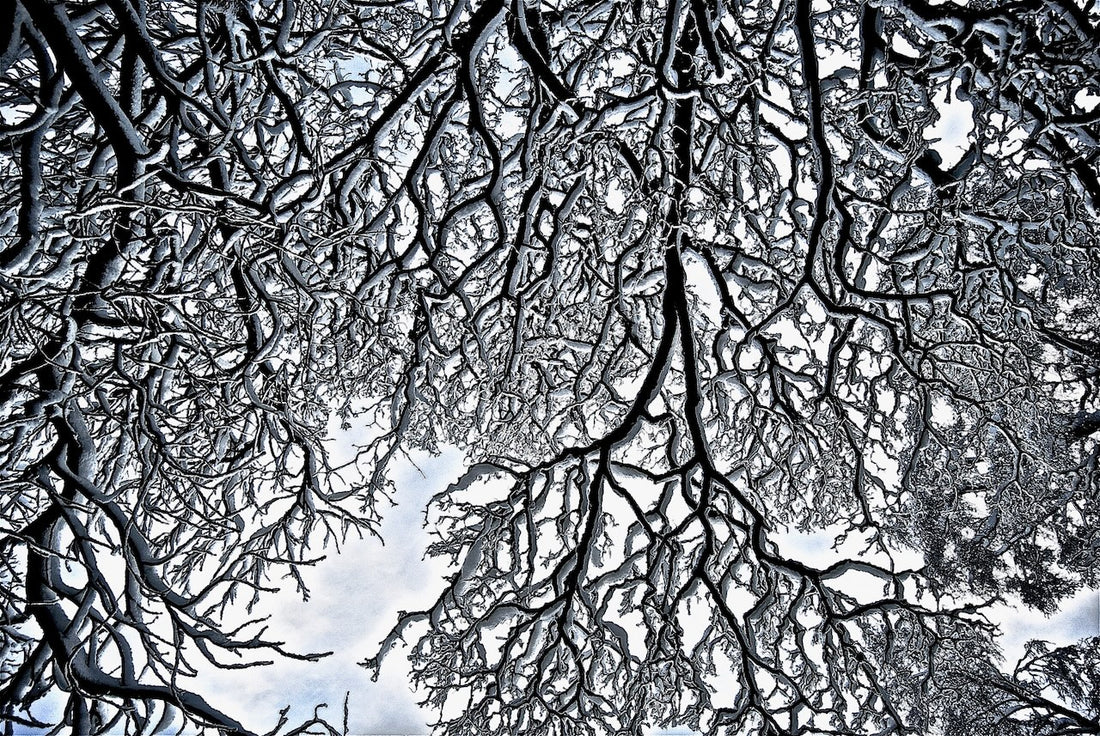 Snow branches - 1