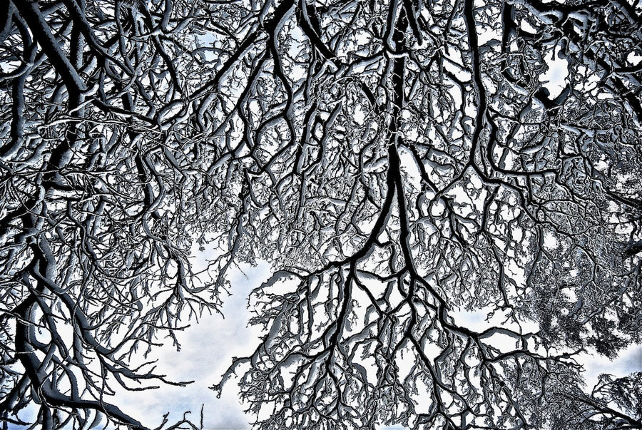 Snow branches - 1