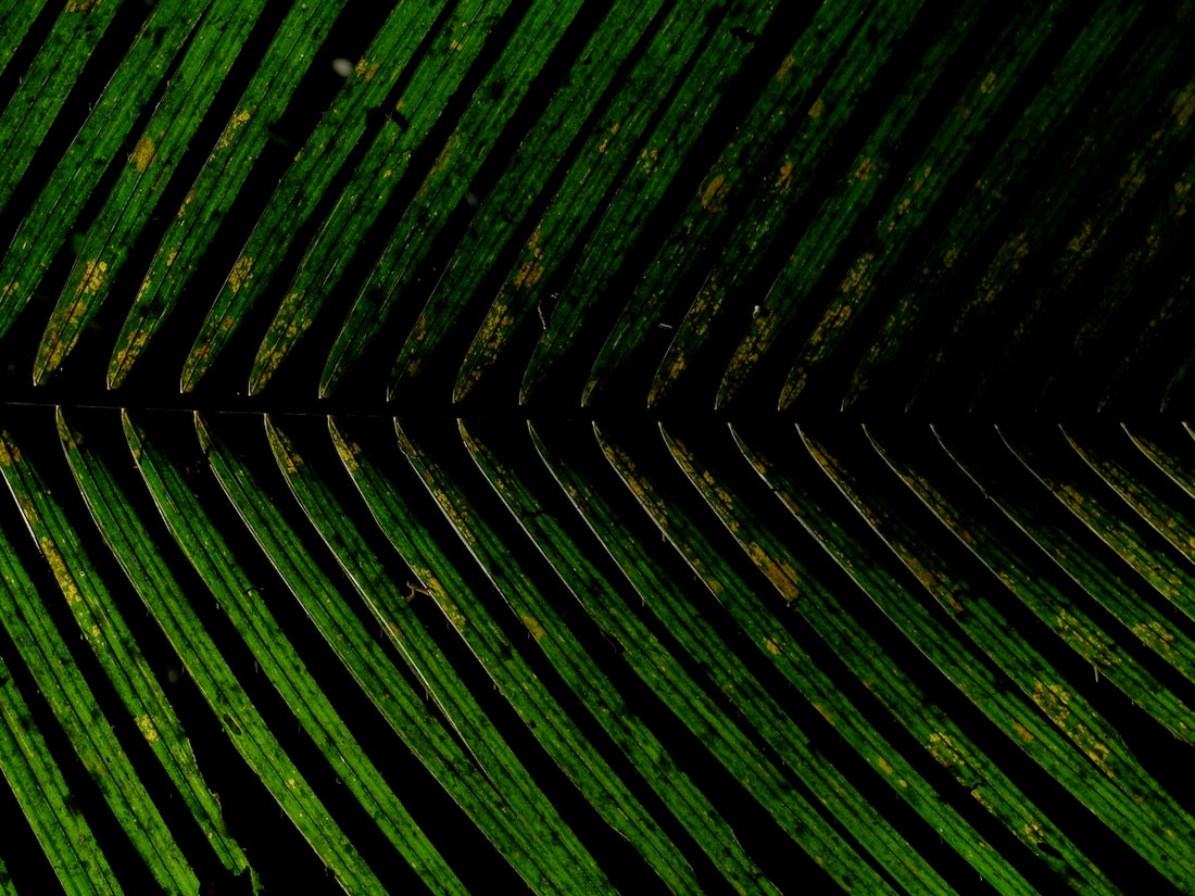 Palm frond, Vietnam - 1