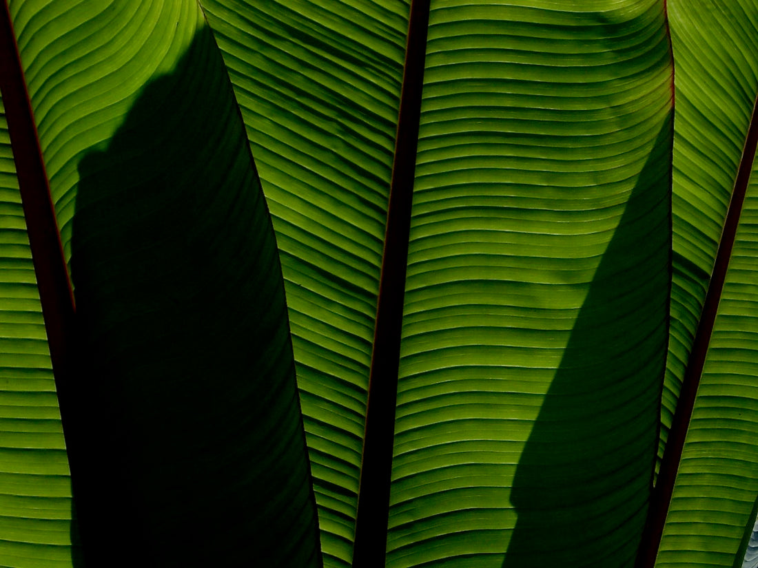 Bananna leafs, Laos - 1