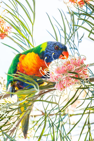 Lorikeet - 1