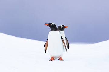 Gentoo pair - 1